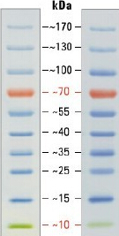 预染蛋白Ladder，预染蛋白Marker10kDa和70kDa 参比条带