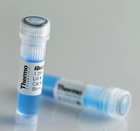 WDR25 Antibody (C-term)