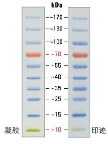 100bp Ladder DNA marker