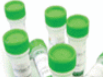 ADAL Antibody (C-term)