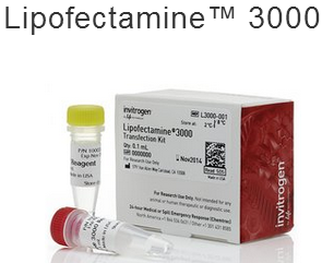 脂质体2000，Lipofectamine 2000