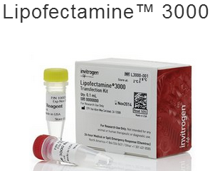 脂质体3000，Lipofectamine 3000