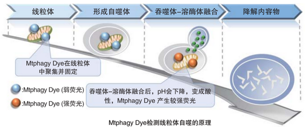 线粒体自噬检测试剂盒